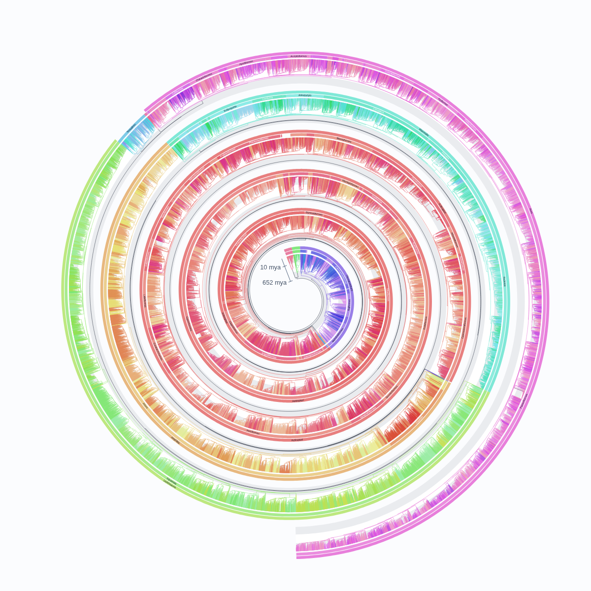 A phylogenetic tree in Big Tree Viewer’s spiral layout, with colored taxonomy ribbons following its coils.